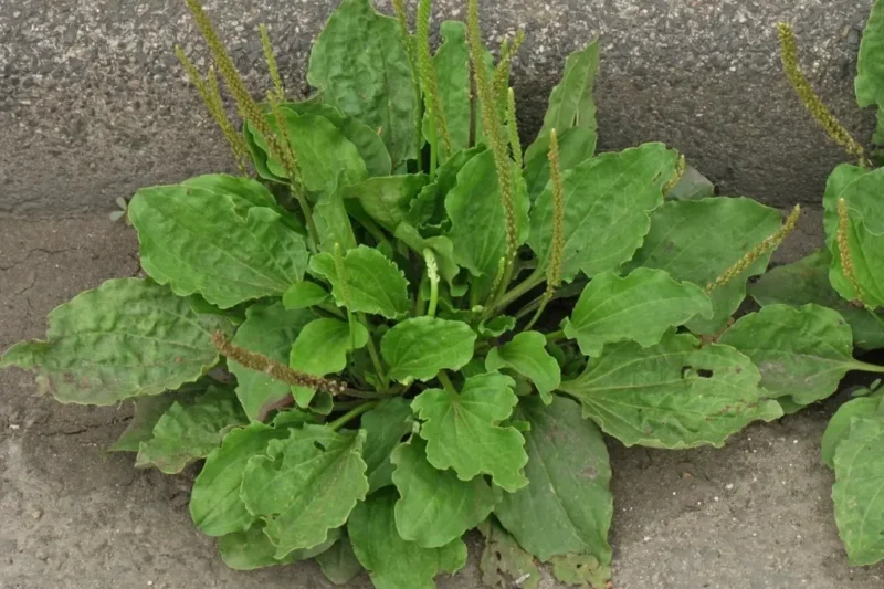 🌿 Útifű – a természet csodája